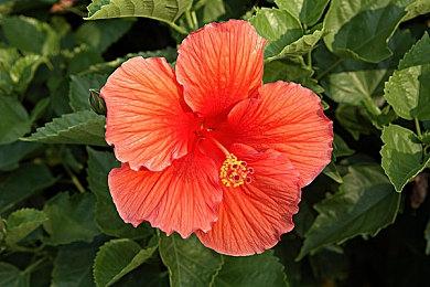 忠实还原 《异形：隔离》将于下月登陆手机平台